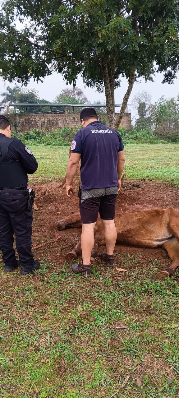 Aberrante maltrato animal en Eldorado: hallaron un caballo agonizando, atado y con la pata rota 3